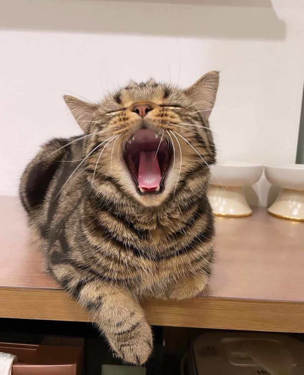 FunnyxCats's tweet photo. Roarrr https://t.co/EvAKWYQk35