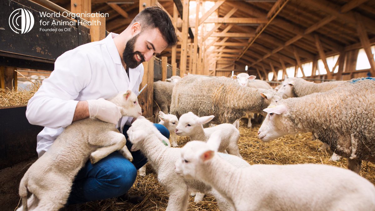 We recognise the immense contributions of #veterinarians worldwide. We stands alongside these passionate individuals who work tirelessly to prevent, control and eradicate #animaldiseases, promoting a safer, healthier world for all. 🌍🏥