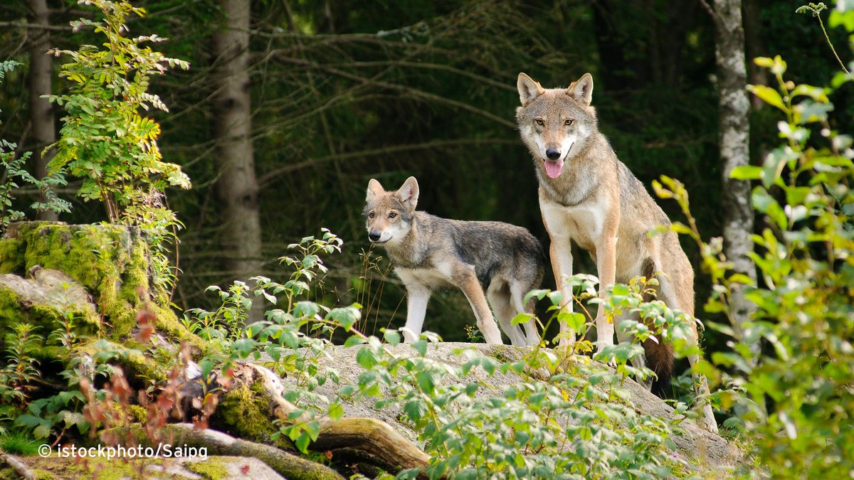 Eine Wolfsjagd anstatt gezielte Regulierungen zur Verhinderung grosser Schäden - das ist unverhältnismässig und ignoriert die ökologische Rolle des Wolfs. Wir sehen damit geltendes Recht verletzt und lassen mehrere Abschussverfügungen gerichtlich prüfen. pronatura.ch/de/2023/wolfsr…