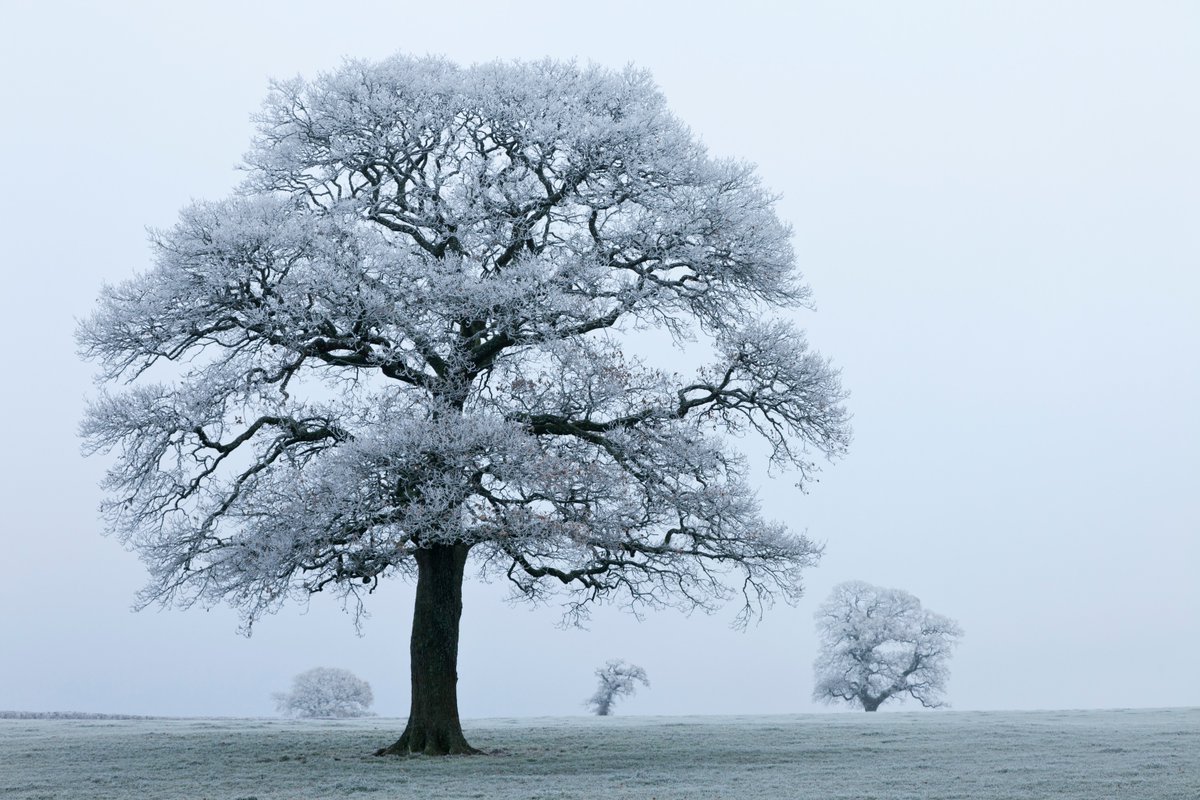 Make your winter wild with #12DaysWild! Our 12 Days Wild email journey and resources are available in both Welsh and English.  

👉Sign up now: welshwildlife.org/get-involved/1…

📸Guy Edwardes/2020VISION

#WinterWildlife #NatureChallenge #WalesByTrails #Llwybrau