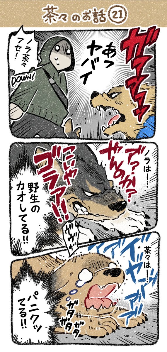 保護犬茶々のお話【第21話】 #漫画が読めるハッシュタグ