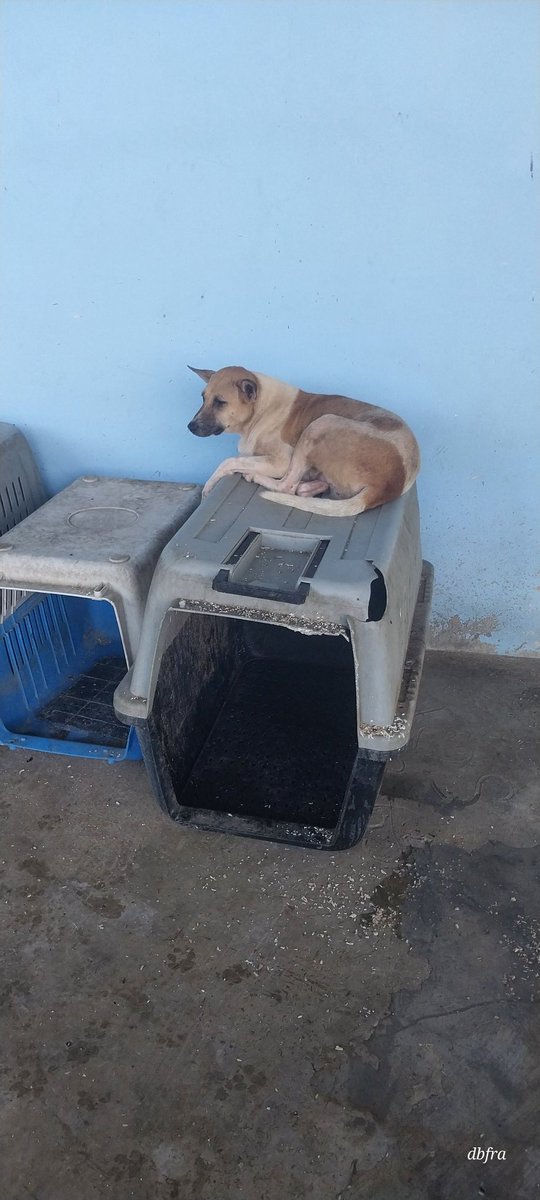 Christmas is only two weeks away and we lost a sponsor due to cost of Christmas... help we need food for 100 dogs
Wise
Dogsbfrescue@gmail.com
<a href="/PhaedraXTeddy/">Phaedra</a> <a href="/MissyBBBobtail/">For the love of Missy.</a> <a href="/franalicee/">Francesca🐮Ⓥ</a> <a href="/AndyWeprin/">Andrew Weprin</a> @ItsMeMario82 <a href="/Cathy34298202/">Cathy</a> <a href="/mapleveewesem/">Maple 🐕 🎹 🎸 💙</a> <a href="/tawf_uk/">Tahira Animal Welfare Foundation - TAWF</a> 
#Rescued #shelterdogs