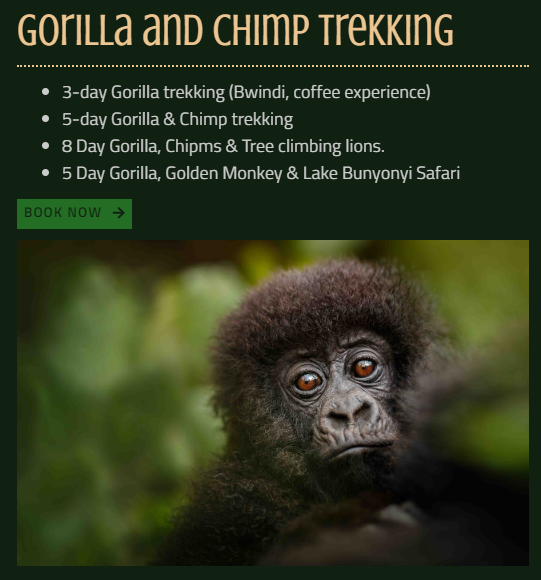 Y_SaveSafaris's tweet photo. This #gorilla and chimp trekking will take you on an adventure into the tropical rainforest jungles of Rwanda and Uganda. 

Let's go Adventure!!
🕸️https://t.co/2QWqicMyAc
WhatsApp: +256 782 686 847
Mail: info@ysavesafaris.com https://t.co/DYhHVPBr3g