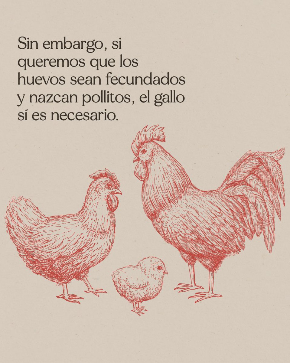 ¿Qué hace un gallo en un gallinero? 🐓🥚
Desliza y descúbrelo ➡️➡️

#Campomayor #HuevosCampomayor #TipsHuevo #huevoscamperos