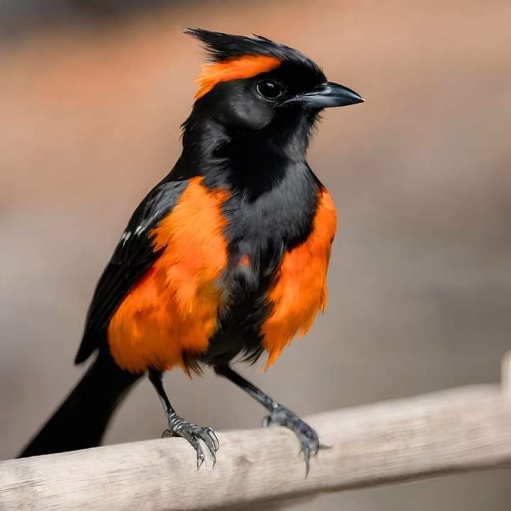 Beautiful  Photo  ❤️❤️❤️❤️❤️❤️    
#today #natureandwildlife,#amazingbirds.share Kindly.