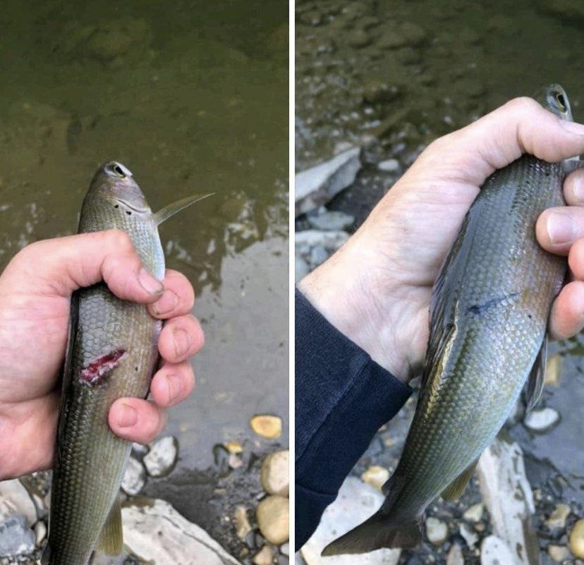 The person caught the same fish a month and a half later.