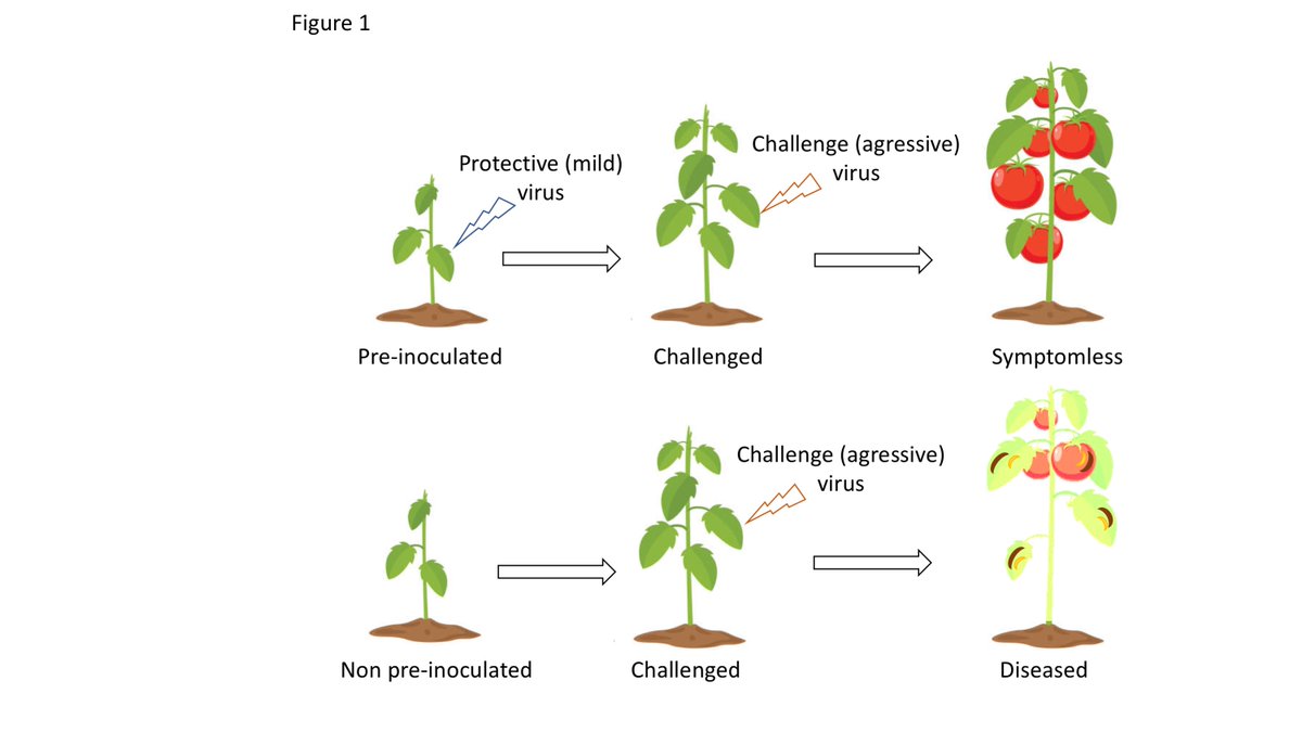 Miguel A. Aranda (@mregule) on Twitter photo Can plants be vaccinated against viruses? See this review from our groups
Cross‐protection against pepino mosaic virus, more than a decade of efficient disease control - Annals of Applied Biology - Wiley Online Library onlinelibrary.wiley.com/doi/10.1111/aa…
<a href="/CEBAS_PV/">Plant-Virus Interactions CEBAS-CSIC</a>
<a href="/Abiopep/">Abiopep</a> Can plants be vaccinated against viruses? See this review from our groups
Cross‐protection against pepino mosaic virus, more than a decade of efficient disease control - Annals of Applied Biology - Wiley Online Library onlinelibrary.wiley.com/doi/10.1111/aa…
<a href="/CEBAS_PV/">Plant-Virus Interactions CEBAS-CSIC</a>
<a href="/Abiopep/">Abiopep</a>
