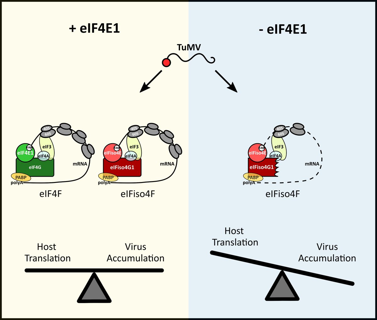 Check out our latest study in @PLOSPathogens where we explore hidden strategies for the subversion of host translation by the potyvirus TuMV in Arabidopsis. journals.plos.org/plospathogens/…