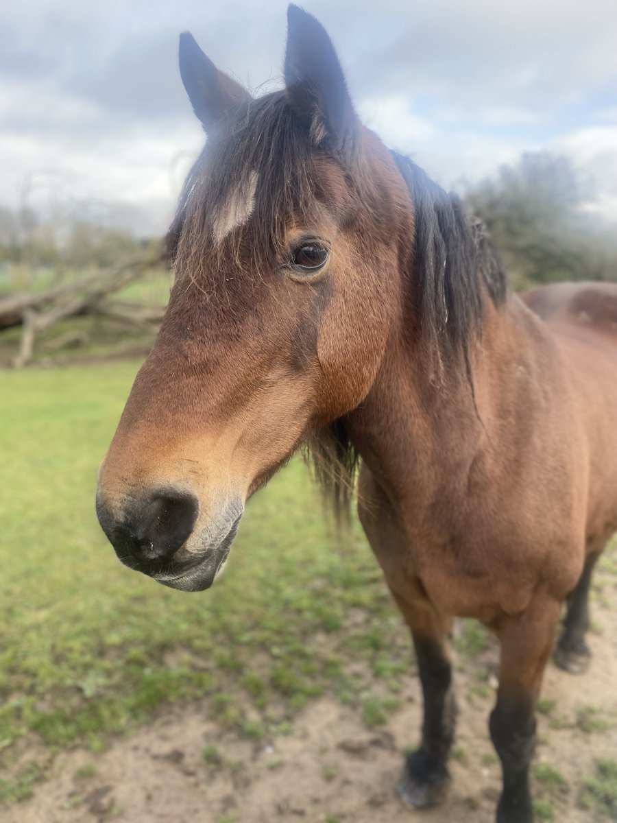 Benji is feeling a bit Monday. Anyone else? 

#horserescue #rescueanimals #AnimalWelfare 

justgiving.com/campaign/hopef…