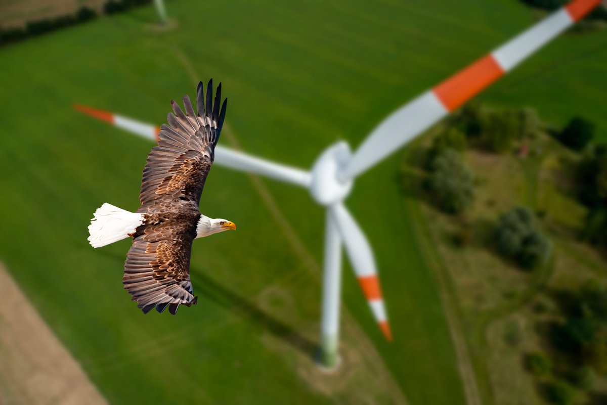 La #Justice ordonne le démontage d'un parc éolien (34) pour préserver l’avifaune. Plus d'un millier d'oiseaux avaient succombé aux pales des éoliennes en 2019. Cette année, le cadavre d'un aigle royal - #EspèceProtégée - a été retrouvé au pied des mâts 👉  bfmtv.com/economie/entre…