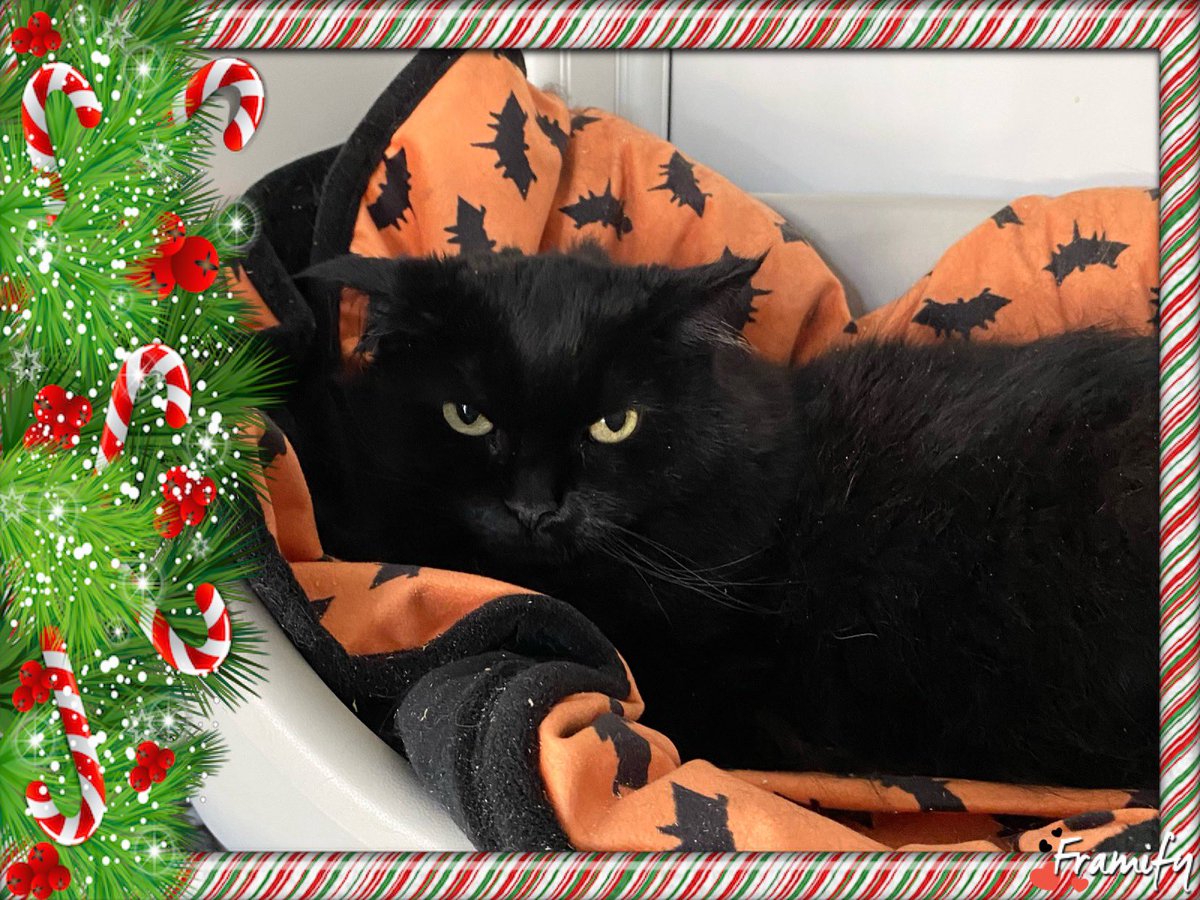 Some good news to start the week - Lemmy, number two on our Cat Advent Calendar, has found his new home.
Sending lots of best wishes to him and his new family 😸
#hurrayforhomings #rehomearescuecat