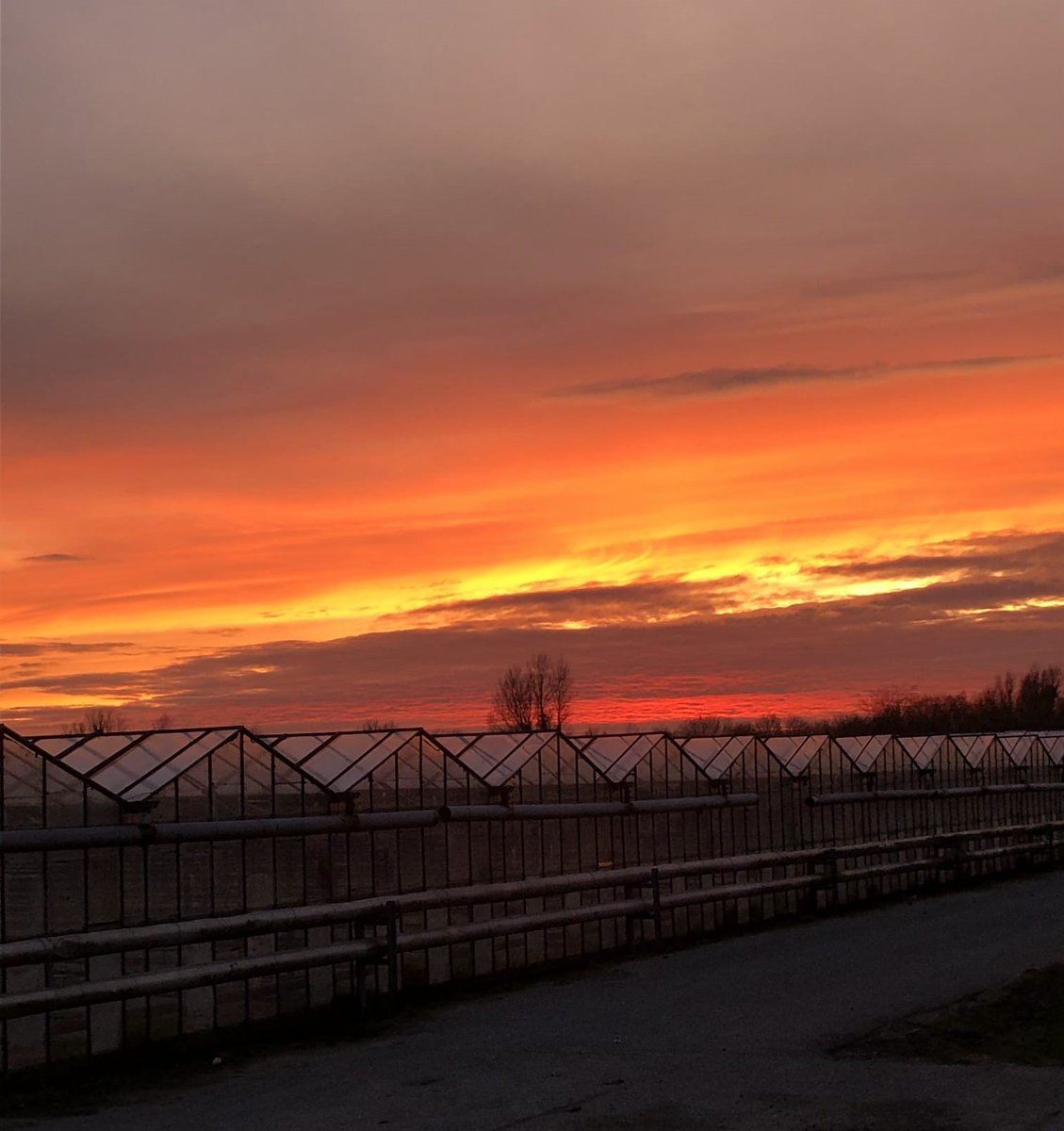 This cold glasshouse is where we grow our raspberries. It’s called a cold glass because we don’t use any form of heating to grow our crops in them. The glasshouses themselves were built in the late 1950s so are over 60 years old! 🚜📷

#KeelingsFruit #OnTheFarm