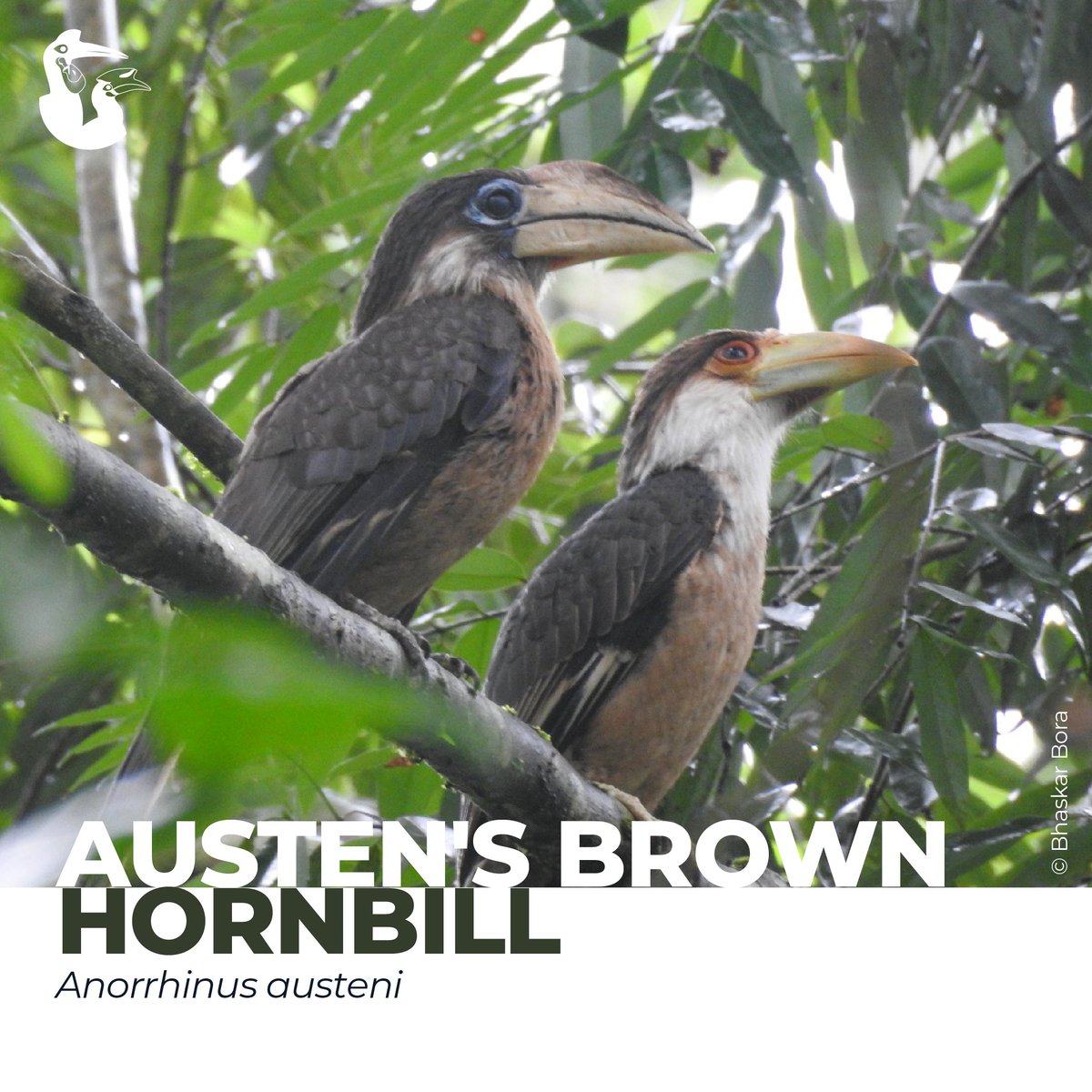 Look at that two! The juvenile of Austen's Brown Hornbill and its father. The juvenile (on the right) looks very similar to the adult male, but has paler brown tips to its feathers, a shorter yellow bill, and orange skin around its eyes. 📸: Bhaskar Bora #IUCNHSG