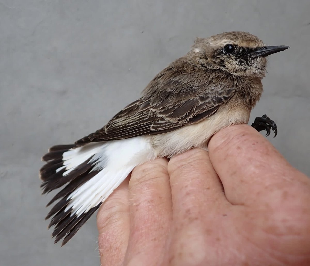 After ringing Isabelline and Northern a few days ago, I completed the migrant Wheatear “trifecta” with this 1st winter male Pied earlier today. #nguliaringing @Martin__Cade