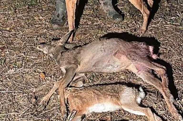 Badger baiting gamekeeper made sick videos to make cash from tiktok

Ryan Martin told investigators that his motivation for the harrowing footage of hunting dogs ripping wild animals apart was cash.

#BadgerBaiting #Badgers

facebook.com/10006486924533…