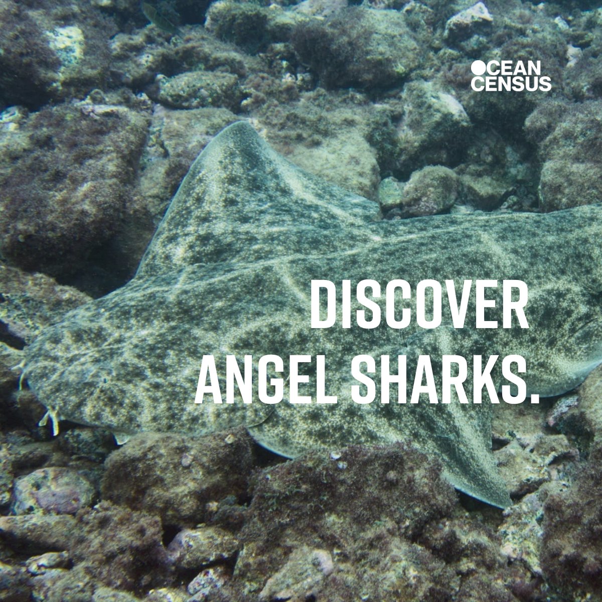 ❓Did you know❓ Las Teresitas in #Tenerife is the first confirmed #Angelshark nursery area in the #CanaryIslands, one of numerous endangered species that needs more research so we can protect them🦈 Héctor Toledo and the @angelshark2014 team is helping to secure their future.