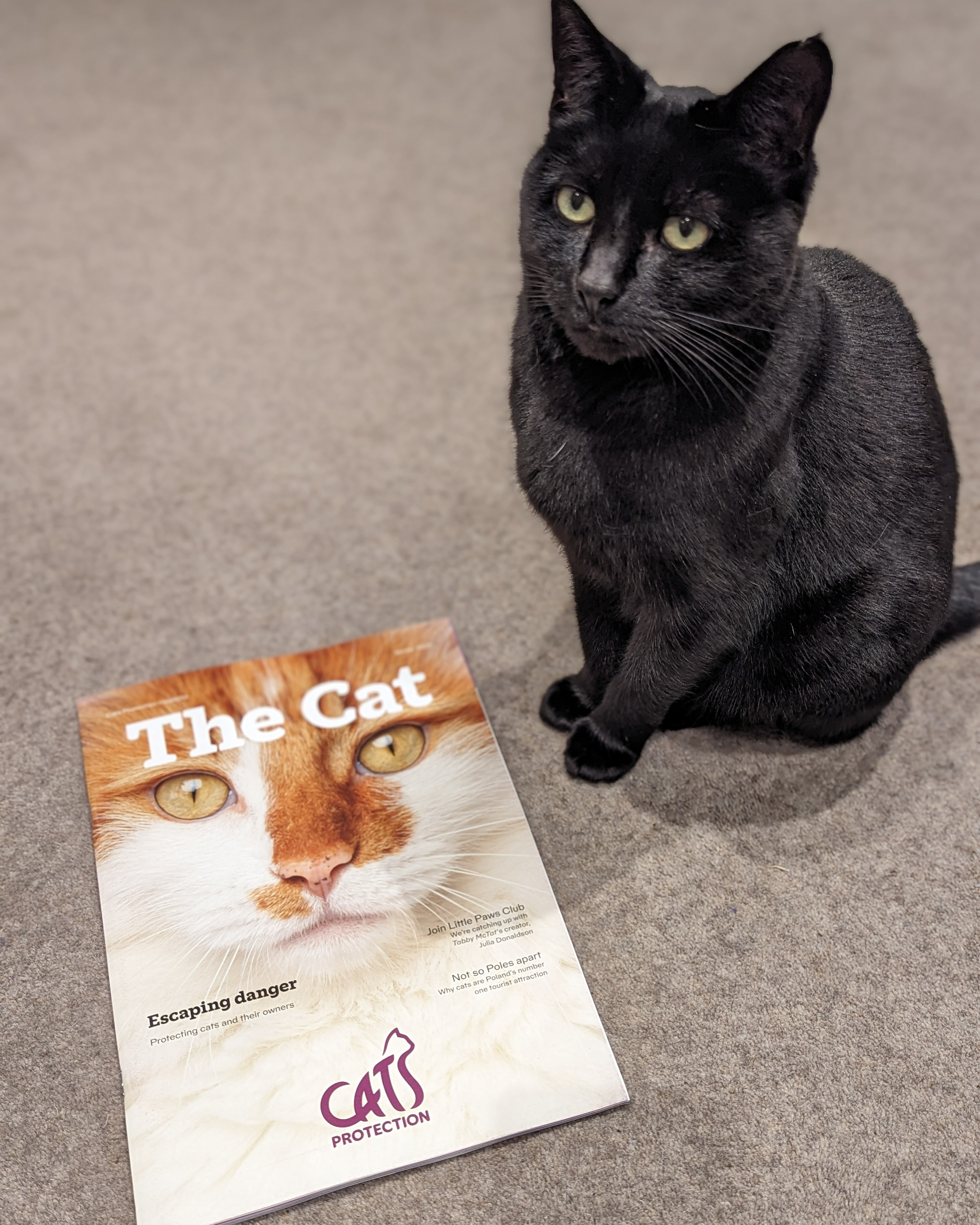 Cat hotsell protection number