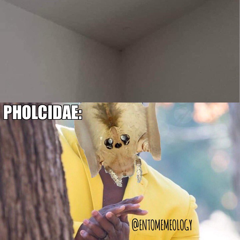 Cellar spiders are all about that free prime corner real estate. In my home the Pholcidae and I have a deal: I don’t charge them rent, & they eat all the flies that get inside.🥰

#pholcidae #cellarspiders #entomemeology #entomology #arachnology #spidermemes #spiders