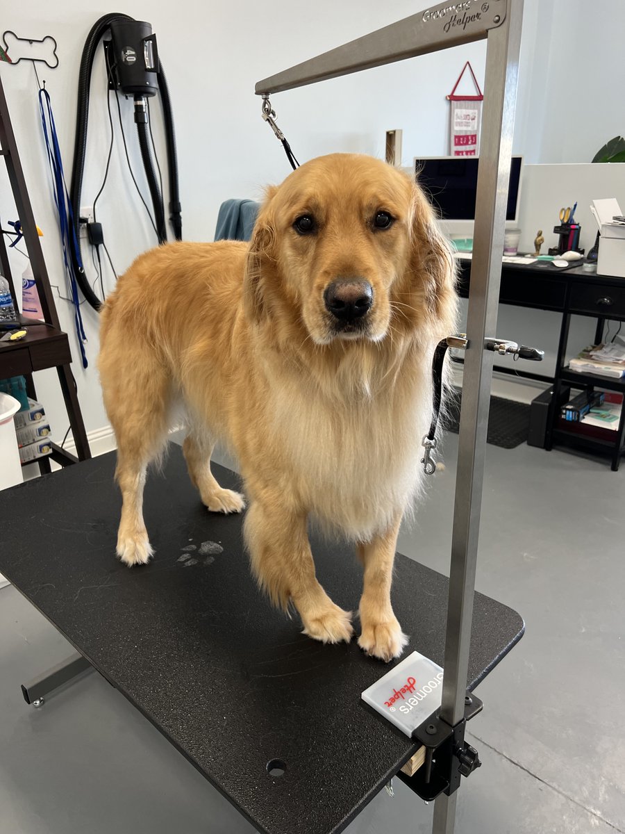 Cooper came back for another freshen up! The products used at Wagsville are safe for everyday use! How often does your dog need a bath? That's an answer that is based on owner preference and each dog!