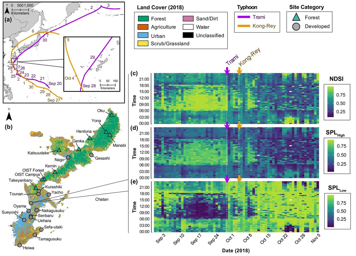 || NEW RESEARCH || Divergent ecological responses to typhoon disturbance revealed via landscape-scale acoustic monitoring 📄 onlinelibrary.wiley.com/doi/full/10.11… @SamRPJRoss @OISTedu @TCDZoology @TCD_NatSci @donohueian @ArmitageDW @EvanEconomo