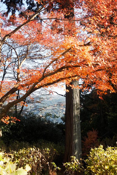 「紅葉 野外」のTwitter画像/イラスト(新着)