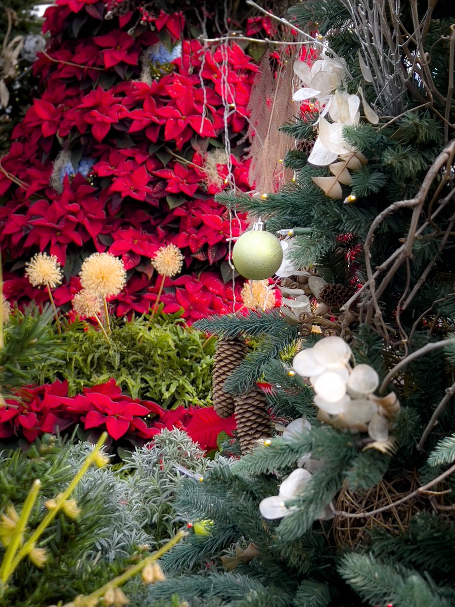 IPMAHQ's tweet photo. #Christmas waves a #magic wand over the world, a& behold, everything is softer & more beautiful.
-- Norman Vincent Peale
#motivationmonday #winter #december #pointsettia #christmastree #decorations #iphoneonly #iphone #garden #red #photography #holiday #light #color #wonder https://t.co/DOONOQtQ31