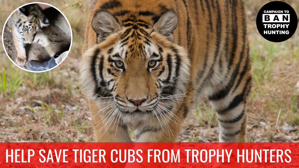 Sally was bred in captivity to become a sick hunter’s TROPHY. Thanks to the Campaign to ban Trophy Hunting she is now SAFE in a sanctuary. Help us protect innocent animals like Sally & #bantrophyhunting forever. Donate: bantrophyhunting.org/donations/dona… Or shop at: campaigntobantrophyhuntingstore.com