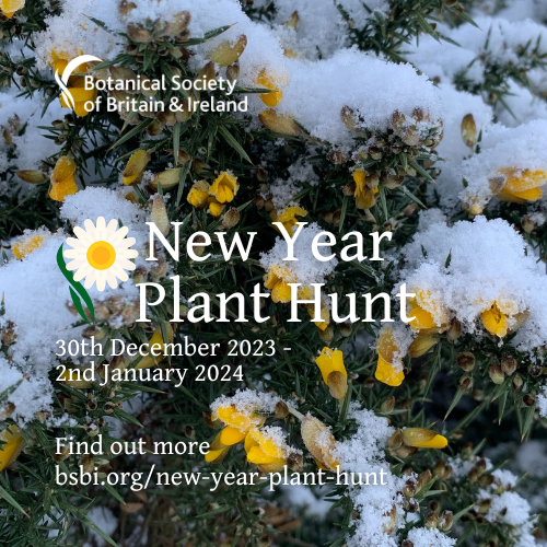 Join <a href="/BSBIbotany/">BSBI: Botanical Society of Britain & Ireland</a> #NewYearPlantHunt between 30 Dec &amp; 2 Jan to discover how our wildflowers are responding to a changing climate. 
Register now 👇to find out what's happening where &amp; for resources to help you find &amp; ID the plants most likely to be in bloom.
bsbi.org/new-year-plant…