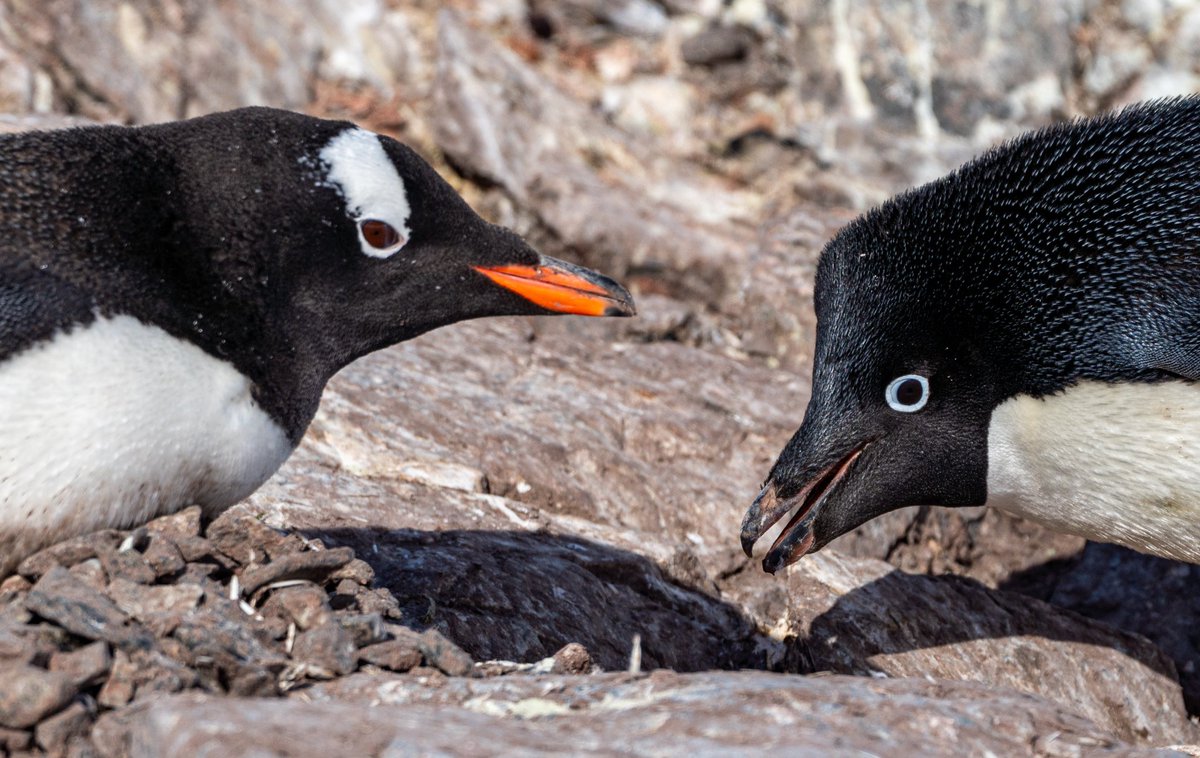 Stealing Rocks Adelie Penguins Stealing Rocks