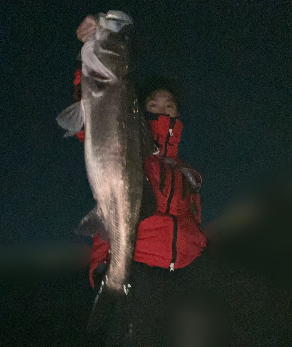 旬な時期の旬な釣り
#東京湾奥　#ランカーシーバス