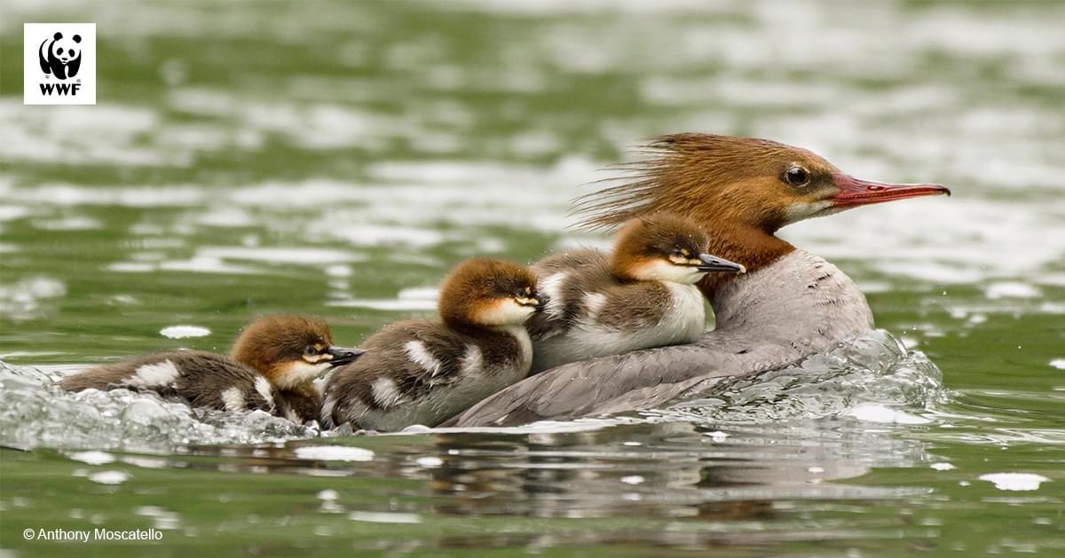 A North American Common Merganser mother duck is swimming with her ducklings in the Kishacoquillas Creek branch near Burnham, Pennsylvania, USA. 🦢 #Animal