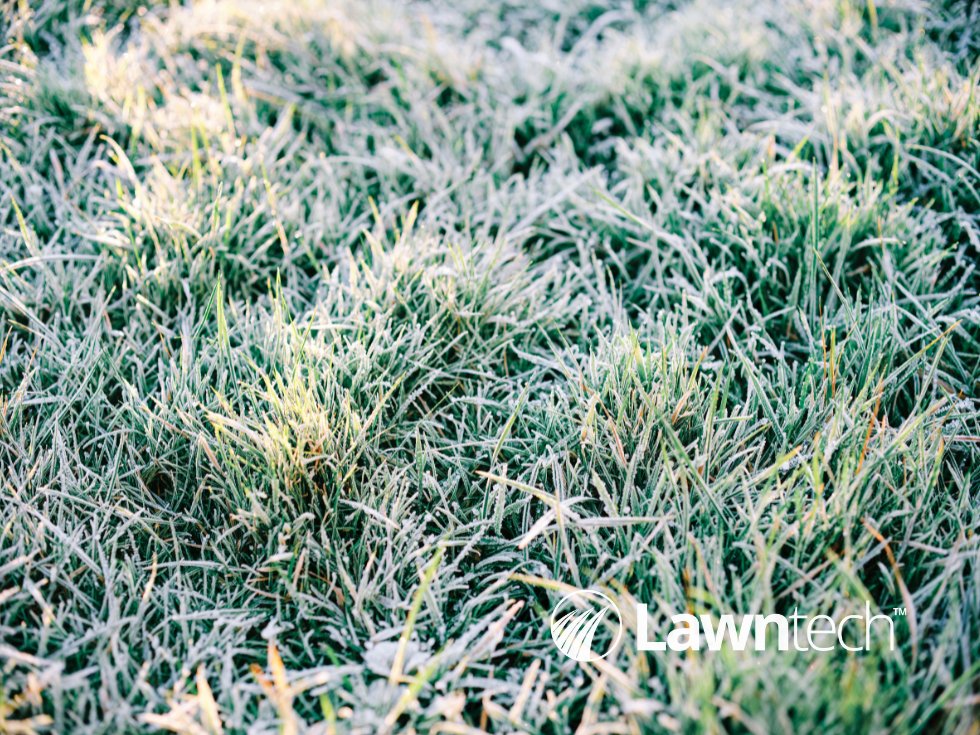 Winter lawn care is crucial for a healthy lawn come spring. In our recent blog post, we've put together these 5 top tips that will take care of your lawn this winter ❄️
lawn-tech.co.uk/blog/home-page…

#winterlawncare #lawcareuk #lawncaretips