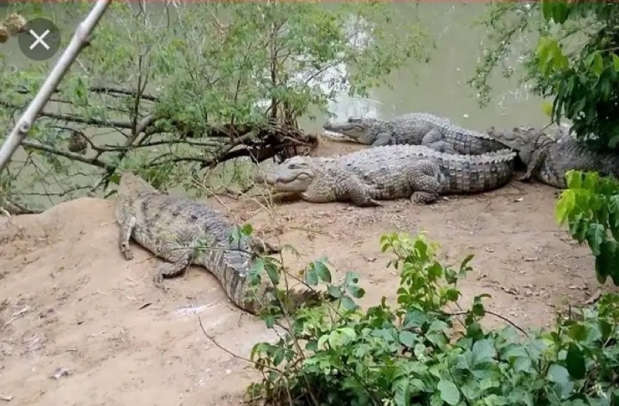 NigeriaStories's tweet photo. Story Of Girmache Shrine. 
A Shrine In Zuru kebbi state, Nigeria🇳🇬 Where Crocodiles And people stay together without the crocodile 🐊 try to eat them.

Open and Read

Retweet to Educate Someone https://t.co/IQYbXoCjaI