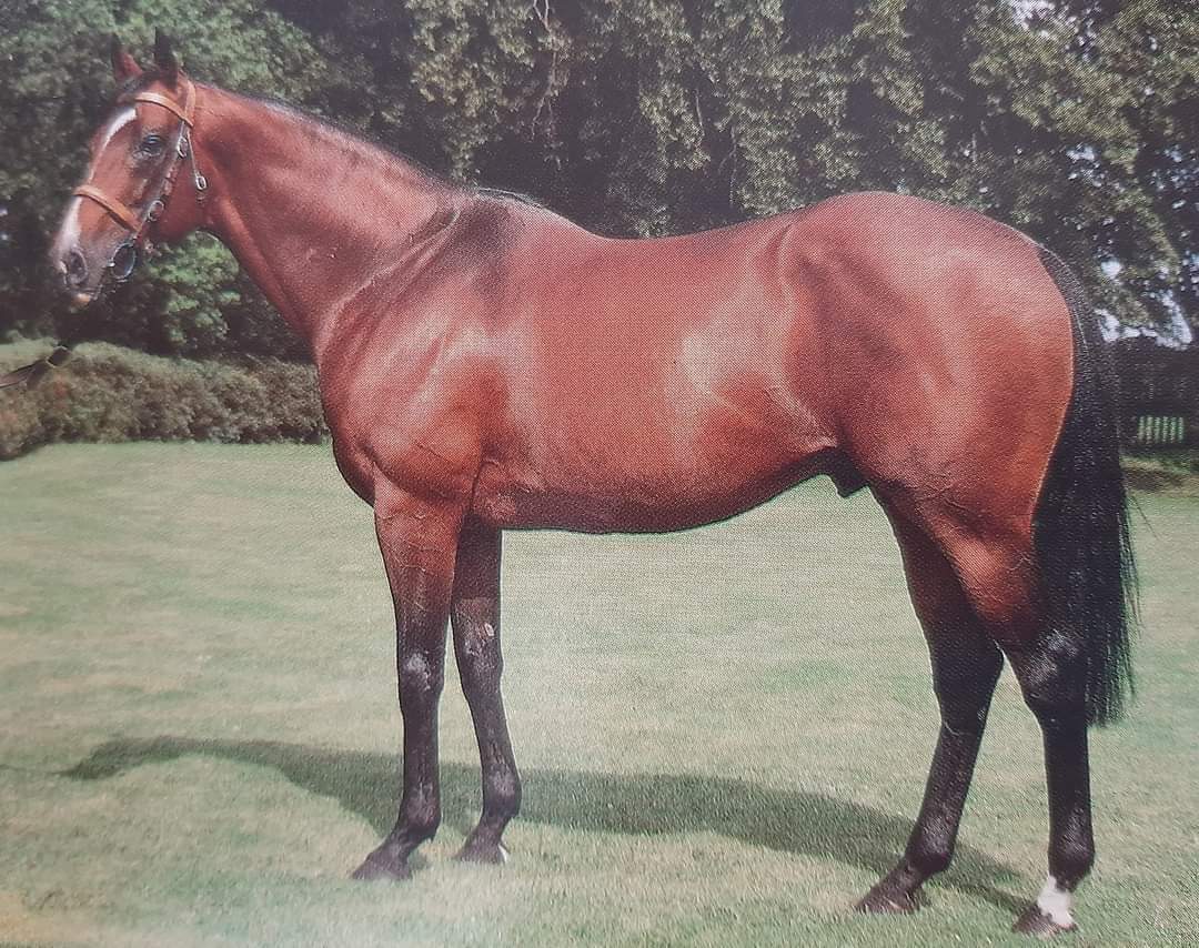 ARDROSS🇮🇪 1976
(RUN THE GANGLET - LE MELODY BY LEVMOSS)#Ardross a G1 Stakes winner 🏆 in France 🇫🇷, Ireland 🇮🇪 and UK 🇬🇧.