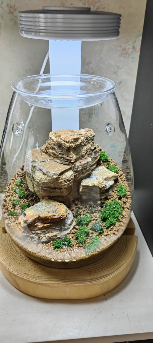 ADA タンジェリンレイヤーストーン 8kg【箱売り】 ADA タンジェリンレイヤーストーン 8kg【箱売り】 - メルカリ