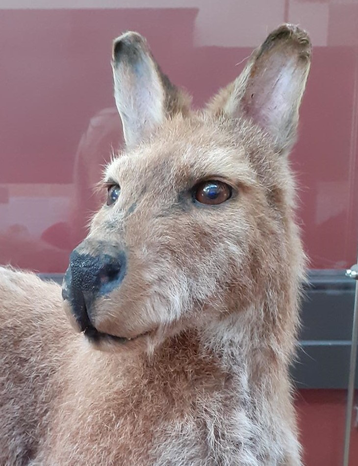 12 days of Christmas at the Nicholson On the 1st day of Christmas come see at the museum one Wallaby. Did you know that wallabies once hopped around freely on the Roaches? They escaped from a private zoo at Roaches Hall in the 1940s and thrived in the wild for at least 50 years.