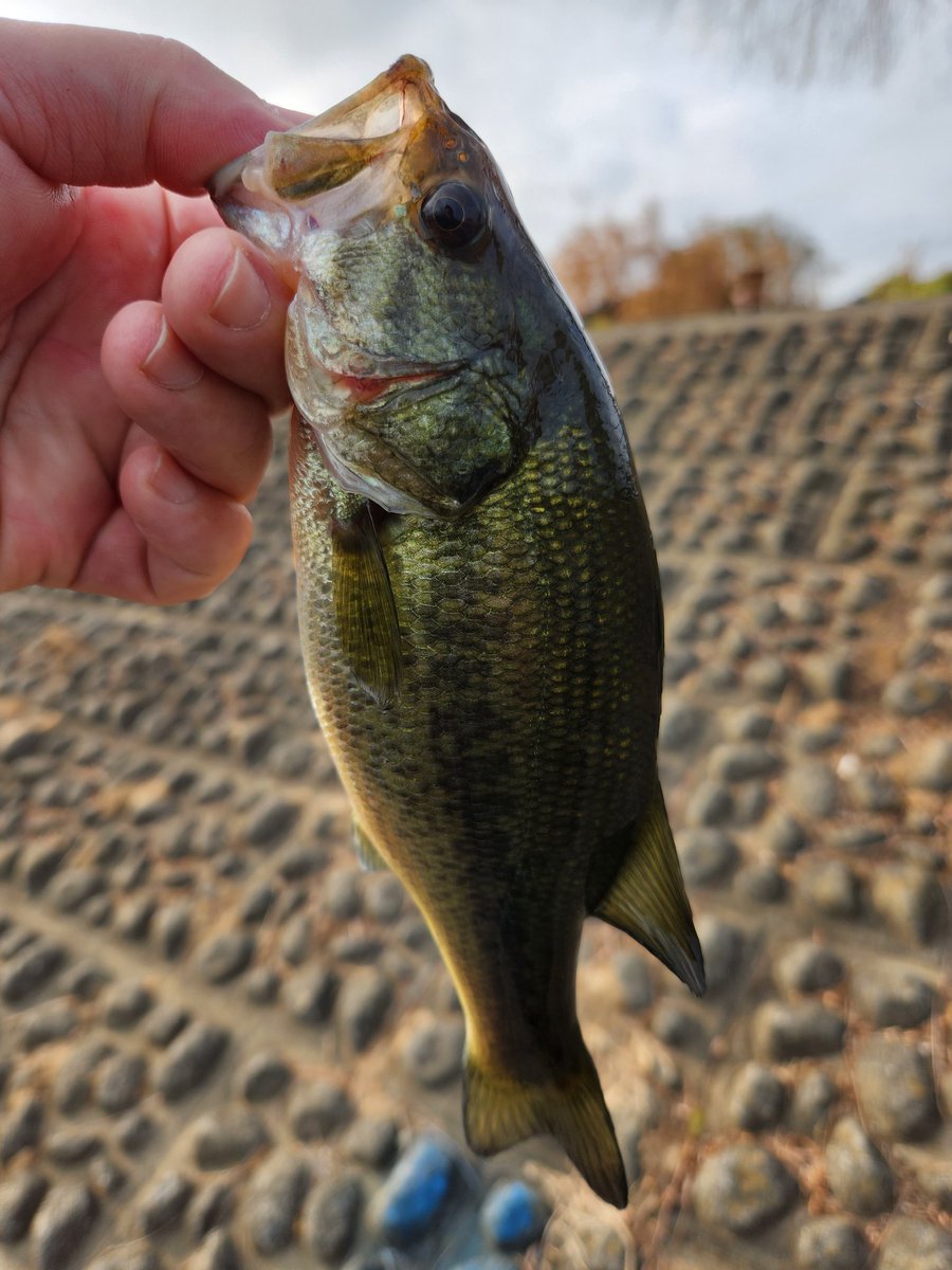 今日は荒川で2匹。ボウズじゃなくてよかった。
#荒川
#バス釣り