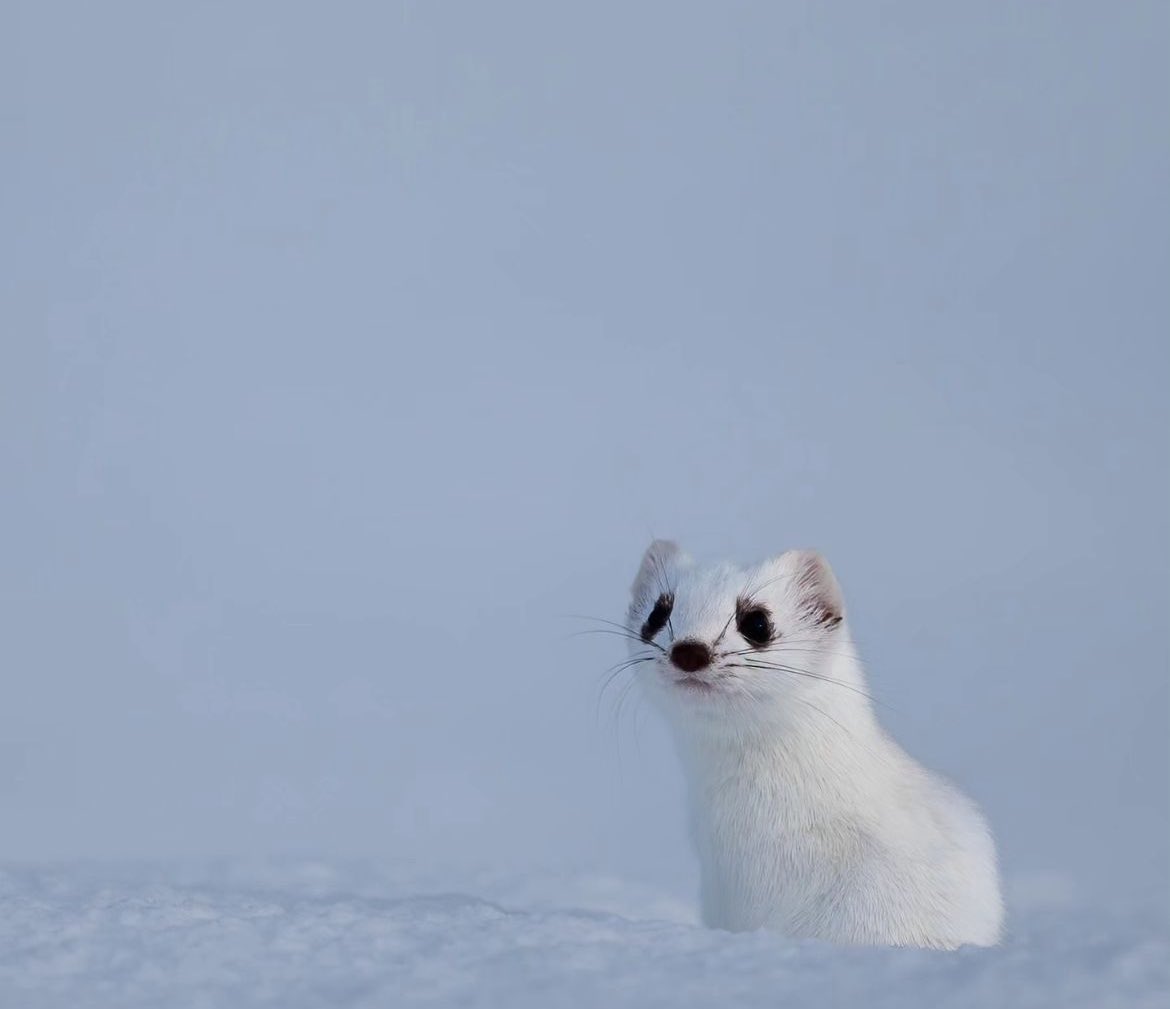 💭Did you know? ❄️ In colder climates during winter, stoats can undergo an amazing transformation! They become almost entirely white, except for a striking black tip on their tail, which is called ‘ermine’. This dense, snowy fur helps them stay warm in the chilly weather. ❄️🖤