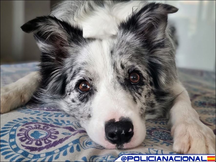 policia's tweet image. Llevas meses pensando en cuál sería el regalo 🎁 perfecto para estos #Reyes 

Un cachorro es adorable, sí 😊
Pero NO es un juguete 😡

  ❌Conlleva responsabilidad
  ❌Requiere tiempo
  ❌Exige compromiso
  ❌Crecerá, y seguirá necesitándote

ABANDONO 🟰 DELITO

#Responsabilidad