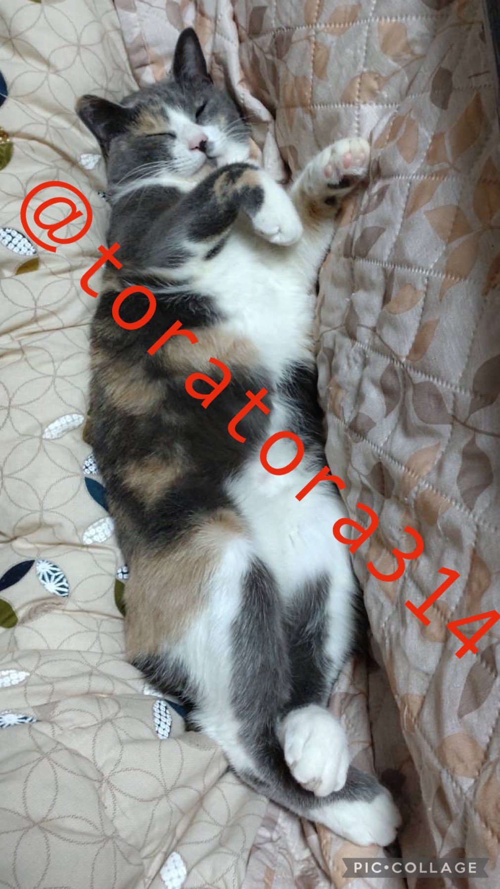 三毛猫部 – търсене / X