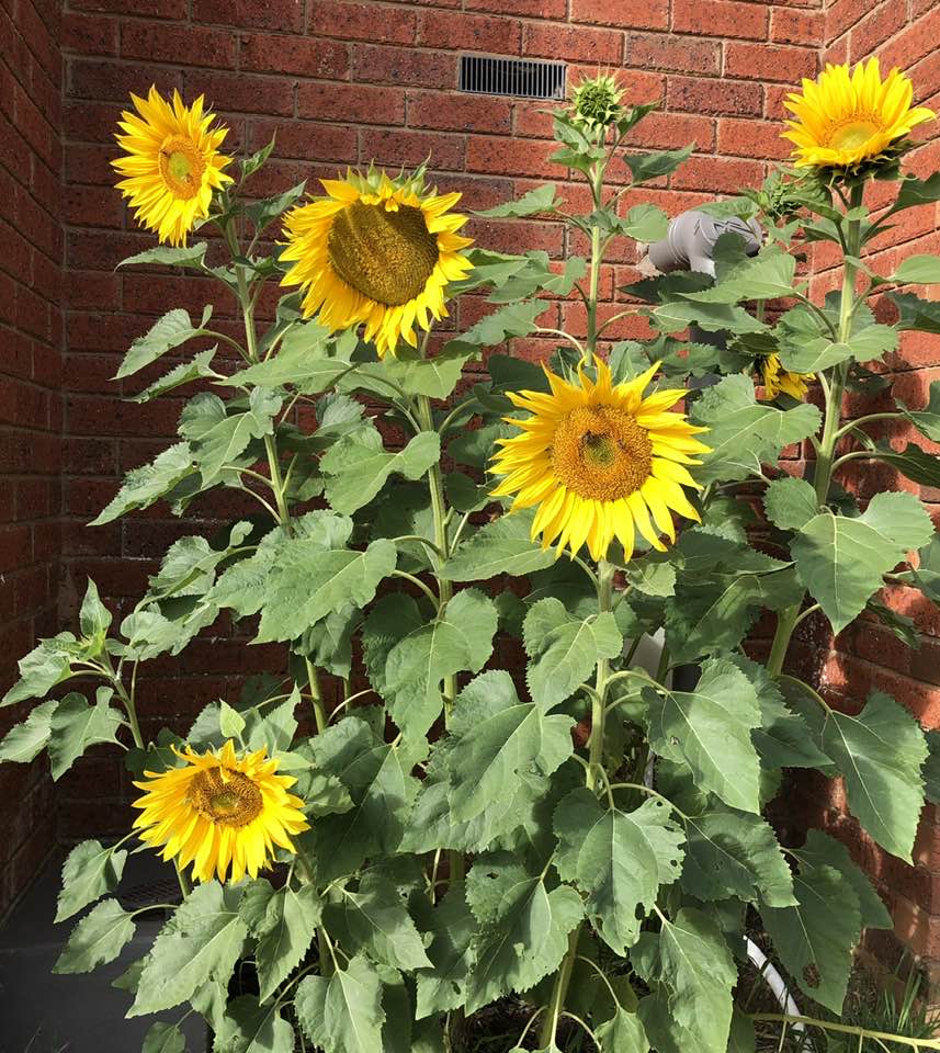 Sunflowers growing in ​Seymour Australia​ in memory of George.
#TheBigSunflowerProject #Sunflower #Sunflowers #GrowASunflower #SowGrowShow #LetItGrow #Centronuclear #CentronuclearMyopathy #Myotubular #MyotubularMyopathy #CentronuclearMyopathies
#RareDisease #RareDisease
