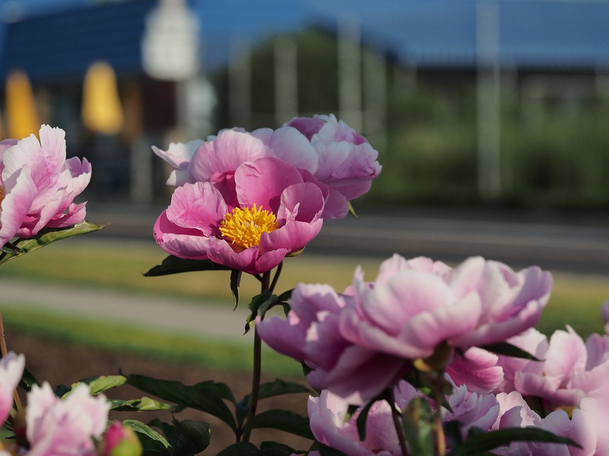 PerrysVIPM's tweet image. One of our maintenance positions have opened. The gardener position's main duty is to help care for our many flower beds. This position will close on December 14th. More maintenance positions will open soon along with our student interpretation positions.
usajobs.gov/job/764407300