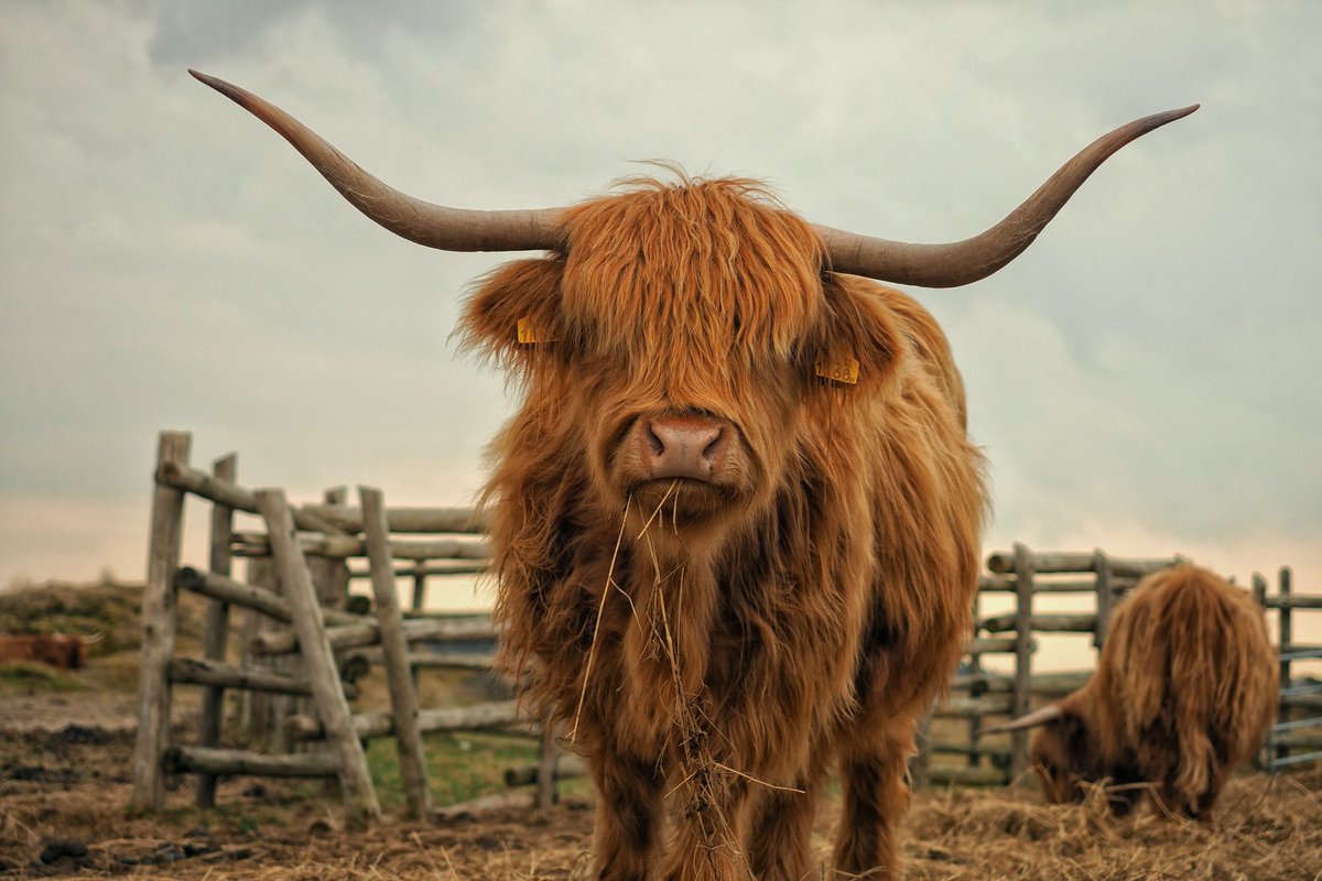 'Happy #HairyCooMonday! 🐮🌳 Embracing the charm of these adorable Highland cows while reminding ourselves of the importance of sustainable farming and preserving our natural landscapes.Let's support eco-friendly practices and protect these magnificent creatures.💚 #HighlandCows