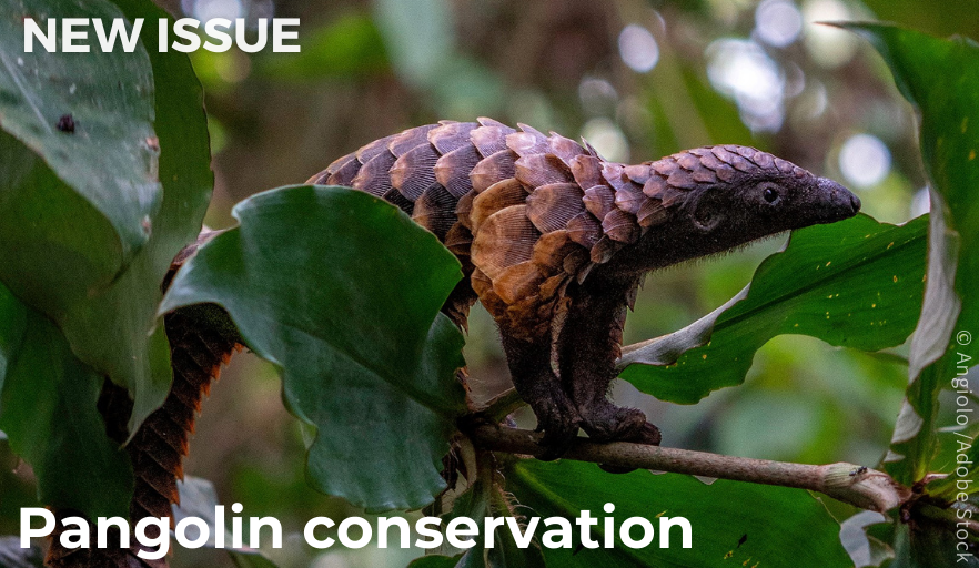 Our latest issue features a special section on #pangolin conservation! From camera-trap studies to trade analysis, the articles cover research on pangolins in Kenya, Uganda, Cameroon & Nepal. Find the Editorial, Articles, Conservation News & Briefly here: cambridge.org/core/journals/…