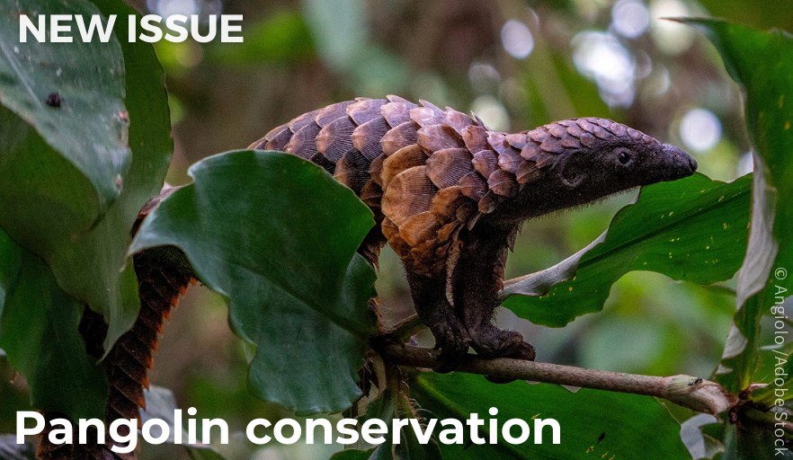 OryxTheJournal's tweet photo. Our latest issue features a special section on #pangolin conservation! From camera-trap studies to trade analysis, the articles cover research on pangolins in Kenya, Uganda, Cameroon &amp; Nepal. Find the Editorial, Articles, Conservation News &amp; Briefly here: https://t.co/kGUNVXBh8U https://t.co/ZZaorkLUvm