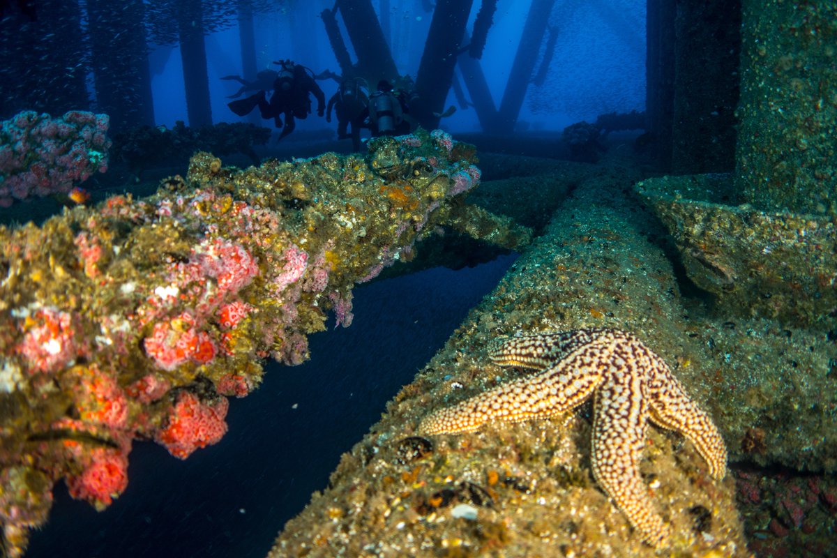 🚨New paper! How can decommissioning offshore structures contribute to #environmental and #biodiversity #targets? Find out here -> sciencedirect.com/science/articl… in our @insitenorthsea funded work in the Journal of Environmental Management!