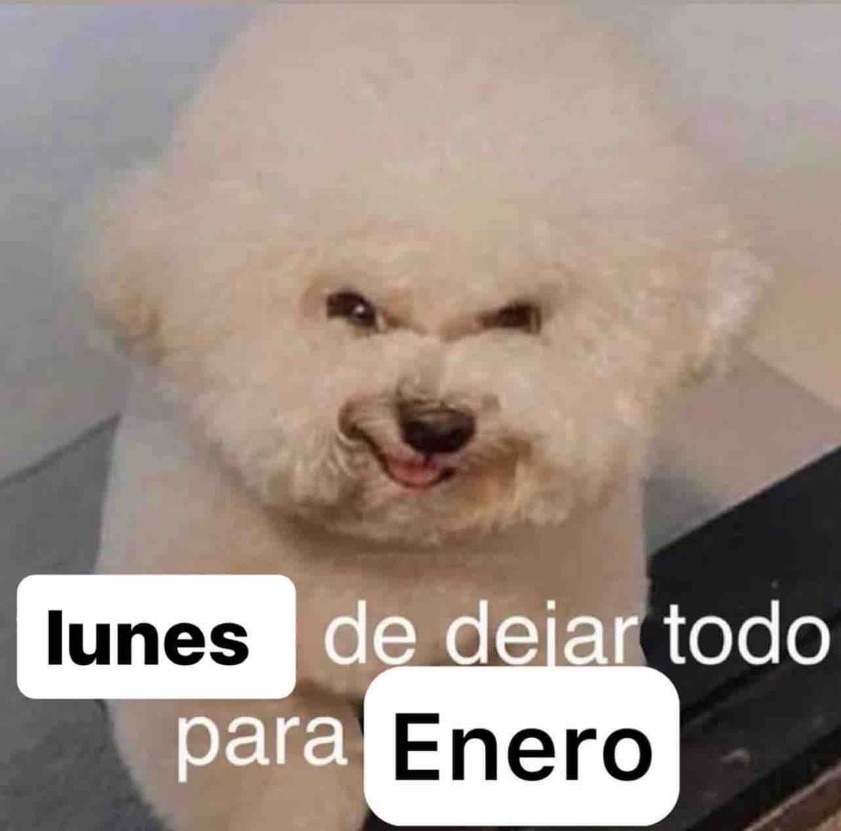 El Guarromántico (@guarromantico_) on Twitter photo 