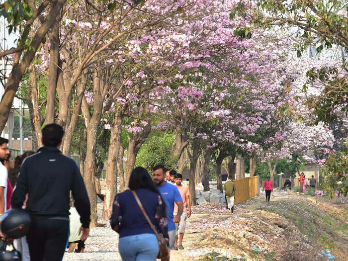 BiIndia's tweet photo. Could BBMP’s new climate action plan for Bengaluru restore India's ‘Garden City’ to its former glory?

#Bengaluru #GardenCity #ClimateAction 

https://t.co/bFifiOQOFN

By @ankushinscience https://t.co/WoYwXEJ5kx