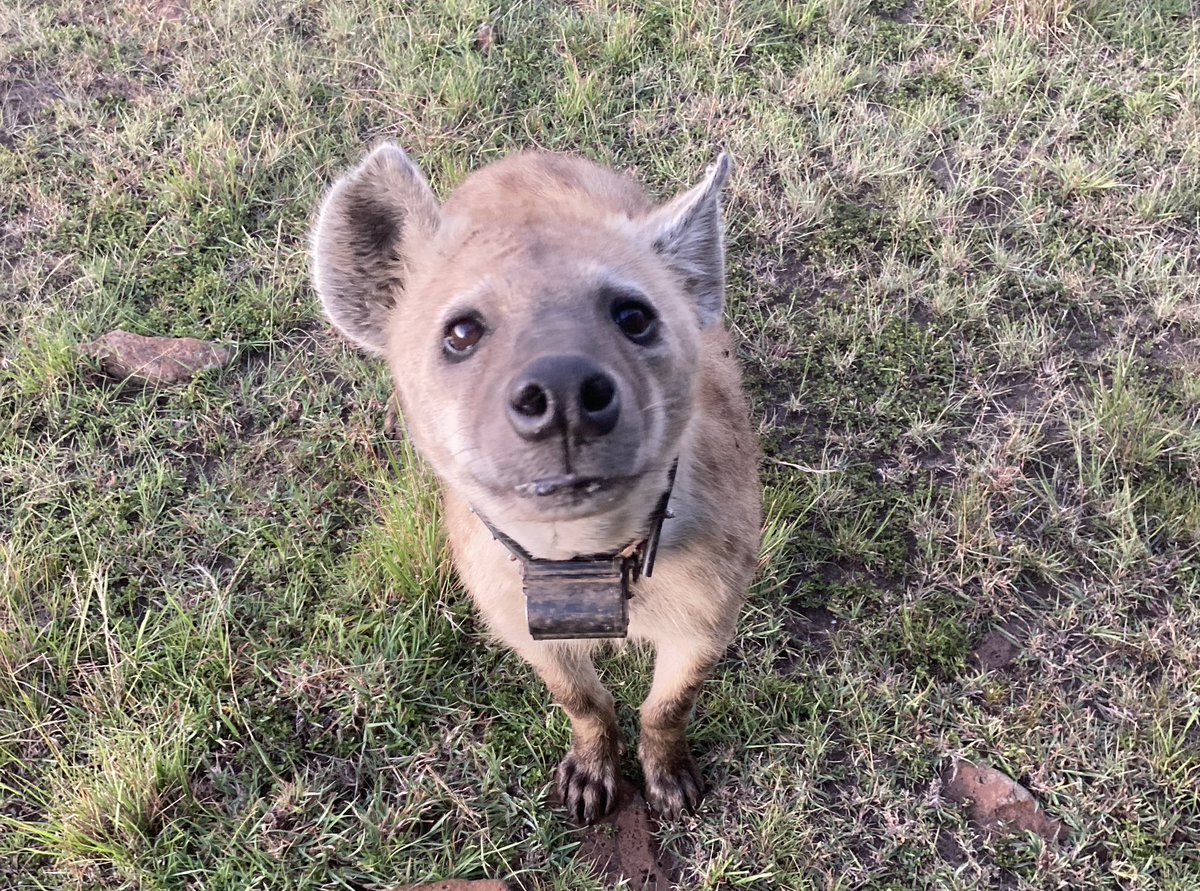 What does it take to collar an entire #hyena clan? Check out our latest blog post to find out: movecall.group/post/collar-an…