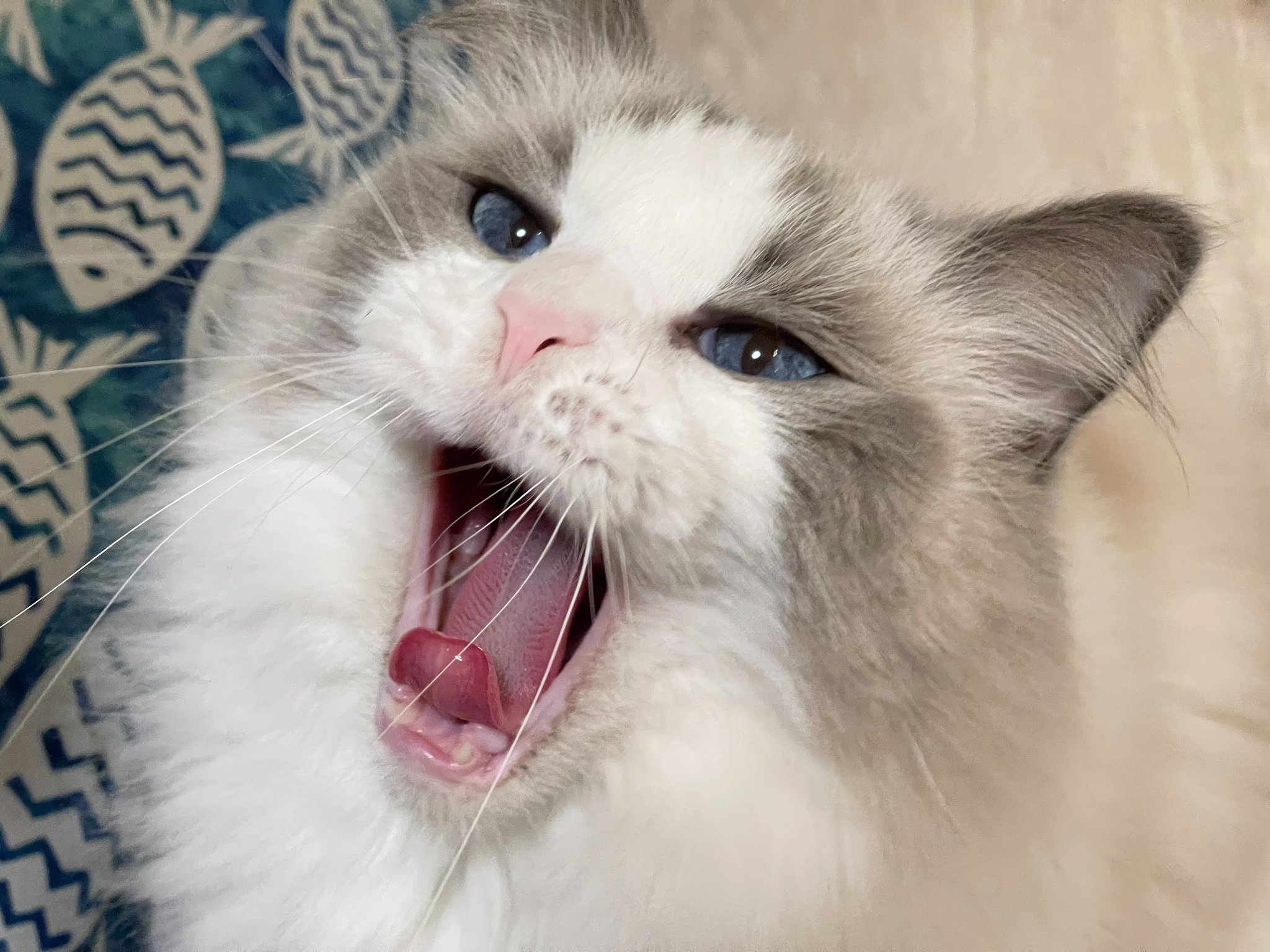 大幅お値下げ致しました❣️ぷっくりお座りにゃんこ♡ 水晶 ⭐️サクラ耳ちゃん♡ さくら（小悪魔） on X: 